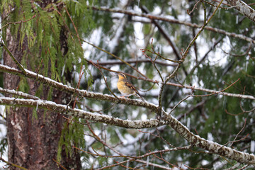 Sisken in the Tree