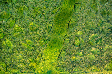 Green stained glass window texture background