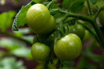 green tomatoes on a vine 
