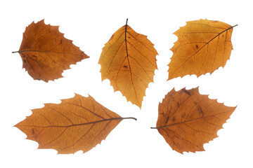 Naklejka na ściany i meble Set of brown dry autumn leaves isolated on white background.