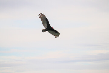 Turkey Vulture Soaring High Above