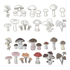 Set of boletuses, oyster mushrooms, porcini mushrooms, grebes, fly agarics, boletuses, chanterelles, honeydew agarics, drawn in a single line style and doodle. Vector