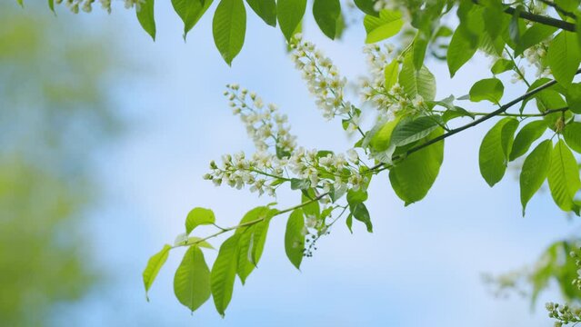 Hackberry or hagberry and prunus padus or mayday tree. Flowering plant in rose family. Slow motion.