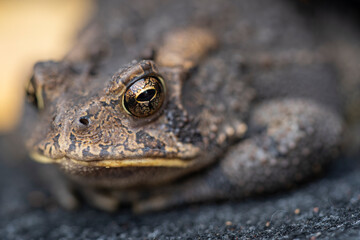 A common American toad with large glassy eyes.