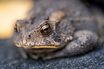A common American toad with large glassy eyes.