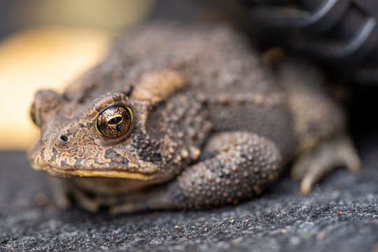 A Common American Toad With Brown Bumpy Skin And Large Glassy Eyes Peacefully Rests On A Grey Carpet.