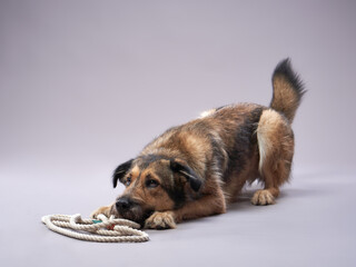 purebred dogs, mix of breeds on a gray background. pet leash. Charming, long-haired
