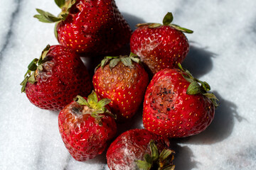 close up rotten strawberries