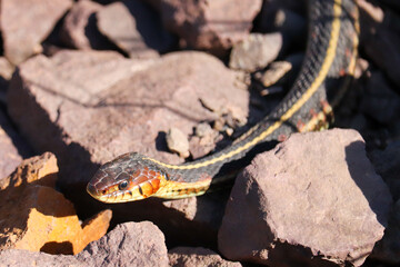 Garter Snake in the Grass