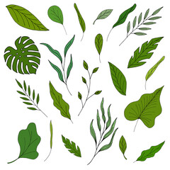 set of green leaves hand drawn by hand