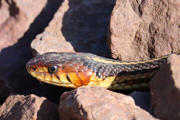 Garter Snake Up Close