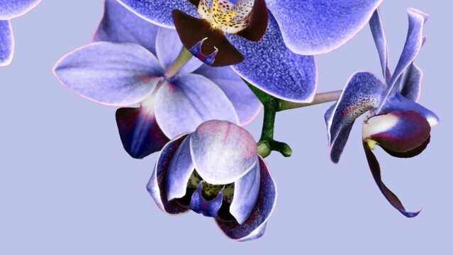 beautiful blooming blue orchid blossomed