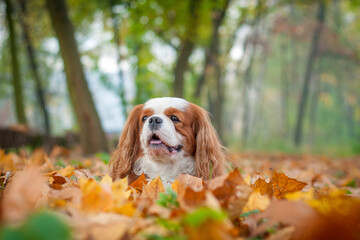 Cavalier king charles spaniel in the fall