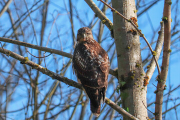 Red Tailed Hawk Staring Back