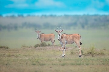 Selective focus shot of a female eland antelope on desert in the daylight