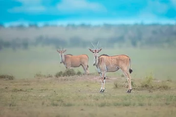 Crédence de cuisine en verre imprimé Antilope Selective focus shot of a female eland antelope on desert in the daylight