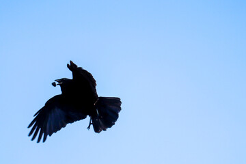 Crow Food in Flight