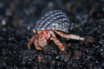 close-up of beautiful hermit crab, Coenobita clypeatus, animal closeup