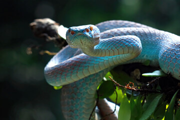 Blue viper snake closeup on branch, blue insularis, trimeresurus Insularis, animal closeup