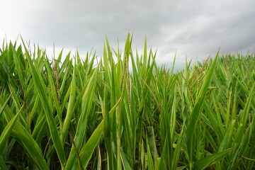 Grünes Maisfeld vor grauem bewölktem Himmel bei Regen am Morgen im Sommer