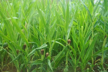 Grünes Maisfeld bei Regen im Sommer