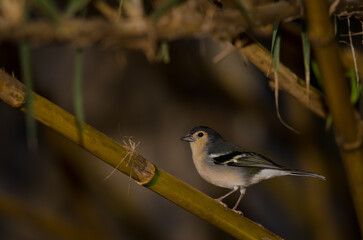 Male Gran Canaria chaffinch Fringilla canariensis bakeri. Firgas. Gran Canaria. Canary Islands. Spain.