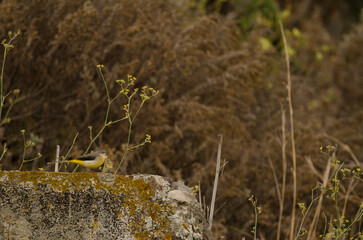 Grey wagtail Motacilla cinerea canariensis. Firgas. Gran Canaria. Canary Islands. Spain.