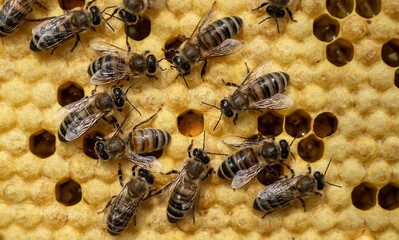 Closed larvae of bees.
Bees take care of larvae, their new generation.

