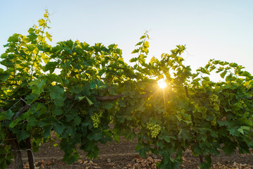 White wine grapes in vineyard on day time.