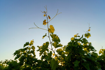 White wine grapes in vineyard on day time.