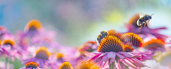 bumblebees and Echinacea flowers close up
