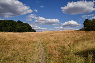 Fototapeta na wymiar Parched landscape in Hampstead Heath in London, UK due to hot weather and drought conditions caused by climate change.