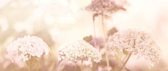 white viburnum flowers in the garden close up - Viburnum opulus common name guelder rose