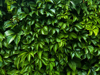 Fototapeta na wymiar Wall of beautiful bright green grape leaves
