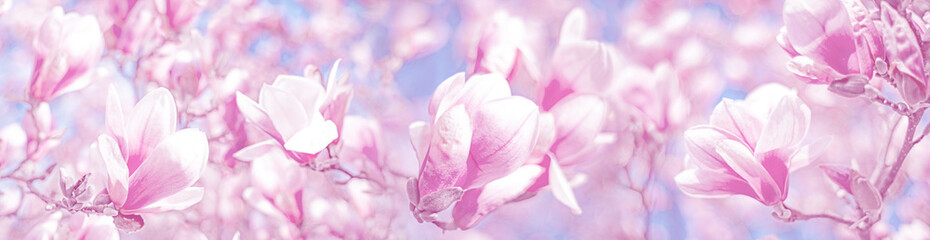 pink magnolia flowers on a flowering magnolia tree © Vera Kuttelvaserova