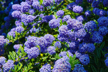 A spray of purple Wild Lilac flowers on a sunny spring day. Image features intentional blur as a result of shallow depth of field, and has copy space.