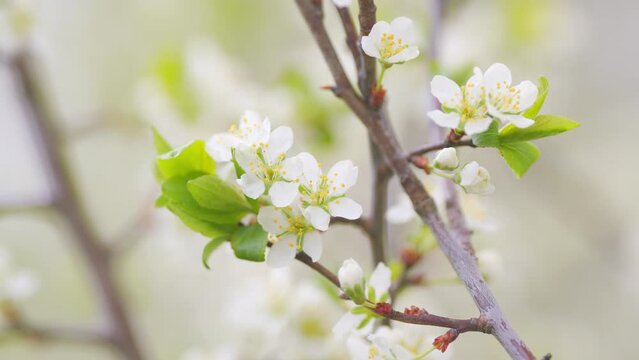 Spring blossom background. Beautiful spring flowers. White cherry flowers. Slow motion.