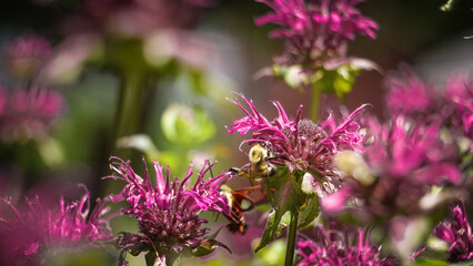 Bumble Bee Pollinates Pink Purple Bee Balm