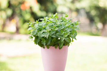bush of peppermint in a pink pot on a natural background