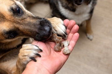 The dog takes a treat in the form of bones from the hands of a person
