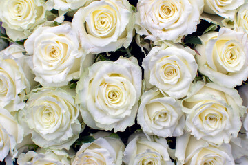 Obraz na płótnie Canvas many white roses in a bouquet top view