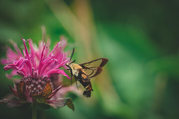 Hummingbird Hawk Moth Pollinates Pink Purple Bee Balm