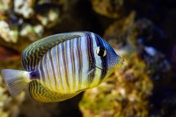 Red Sea sailfin tang swim in blurred live rock reef marine aquarium, tender species for experienced...