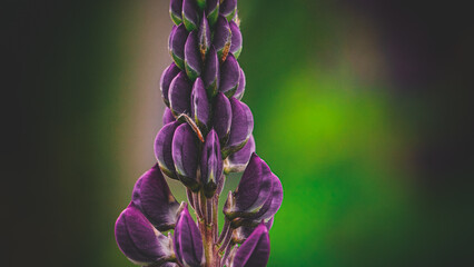 Macro Purple Lupine In Springtime Background with Bokeh