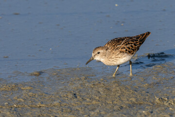 A Least Sandpiper in Alaska