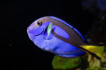 royal blue tang swim and show natural behaviour in coral reef marine aquarium, popular pet require...