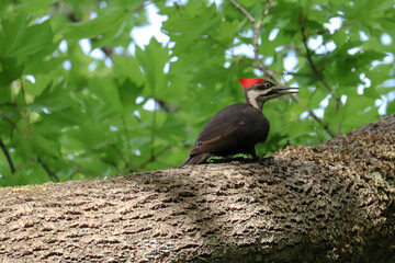 Pileated Woodpecker on the Side of Tree