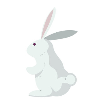 white cute bunny