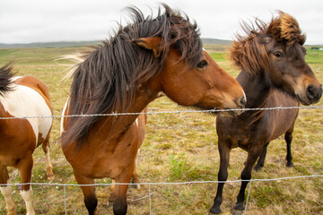 Islandpferde auf einer Weide in Island