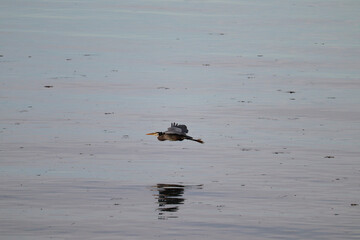 Heron Above the Water
